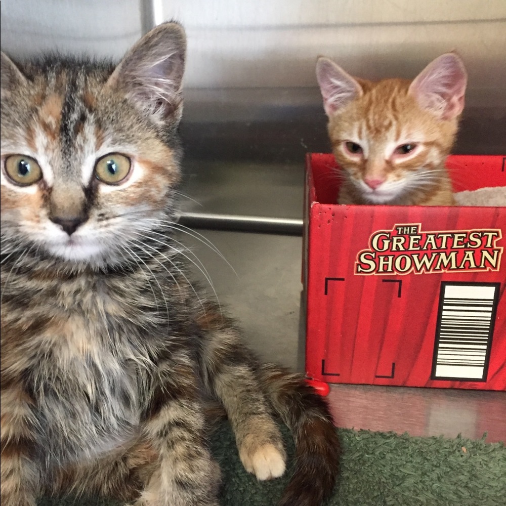 Meet your Posher, Alicia